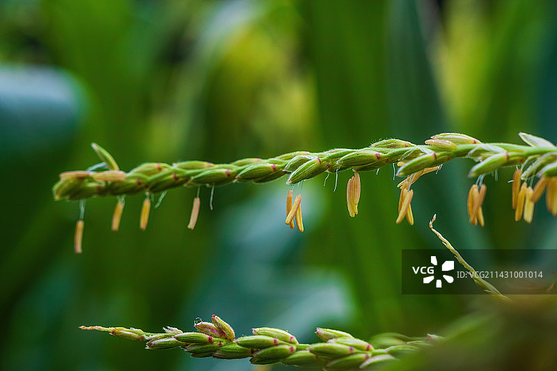 春天玉米雄穗花蕾特写图片素材