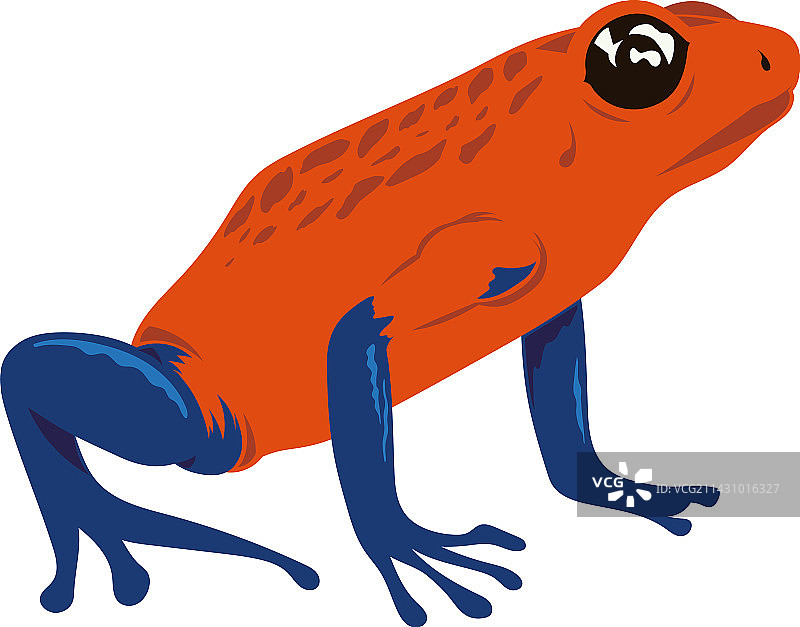 红色蓝色青蛙两栖动物图片素材