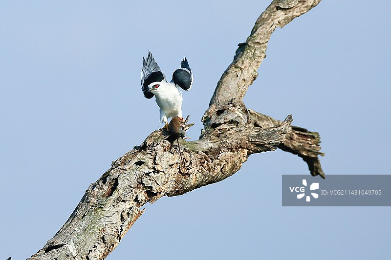 黑肩鸢 鹰科类小型猛禽，主要以啮齿类动物为食。图片素材