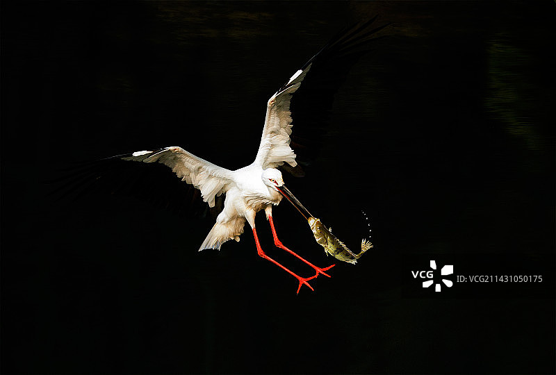 东方白鹳         2022年泰国国际摄影大赛画意组  APAS金牌图片素材