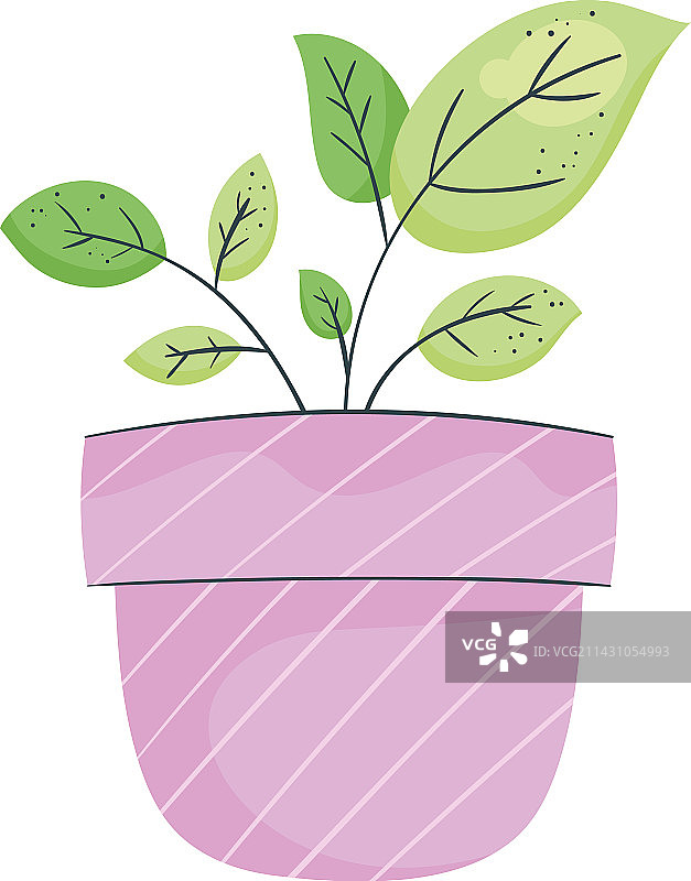 丁香盆栽绿植图片素材