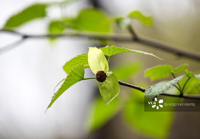 植物界的大熊猫 珙桐图片素材