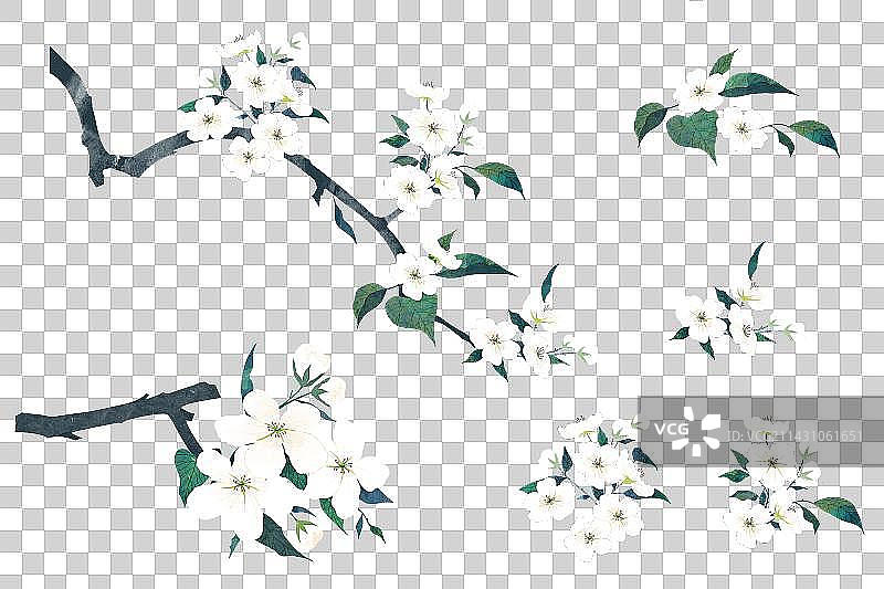 手绘风格的无背景梨花素材图片素材