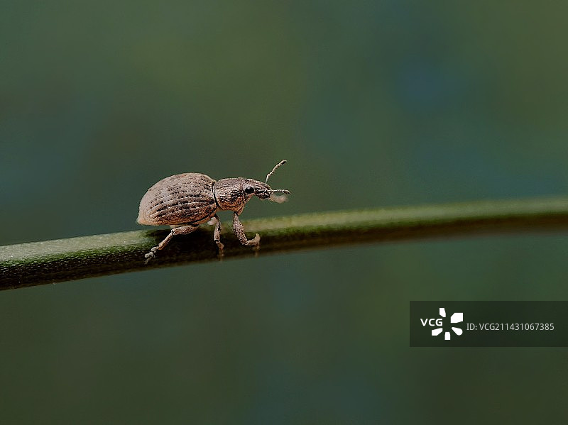 象鼻虫图片素材