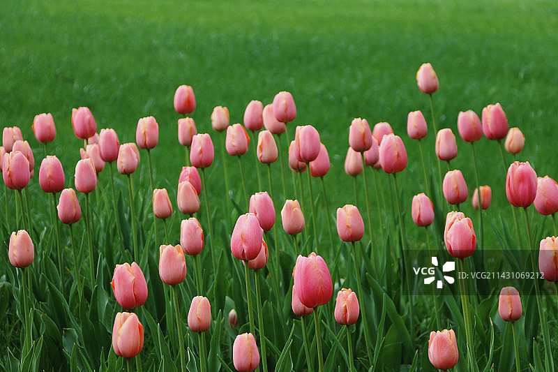 郁金香图片素材