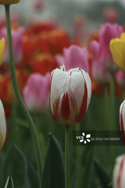 郁金香图片素材