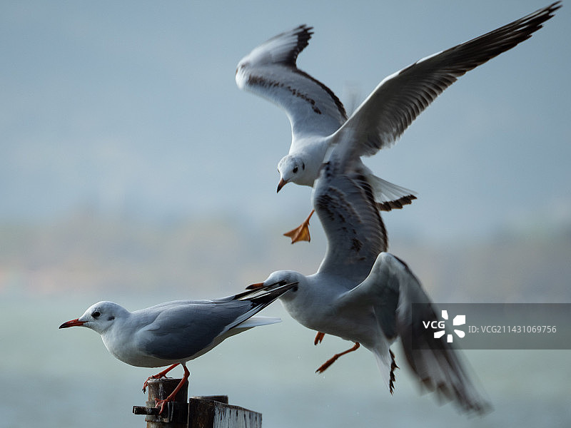 远方的客人红嘴鸥图片素材