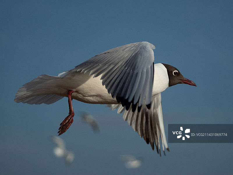 红嘴鸥图片素材