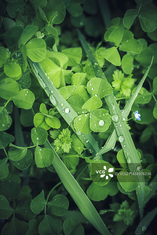 雨后三叶草图片素材