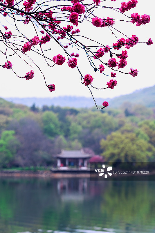 花开紫霞湖图片素材