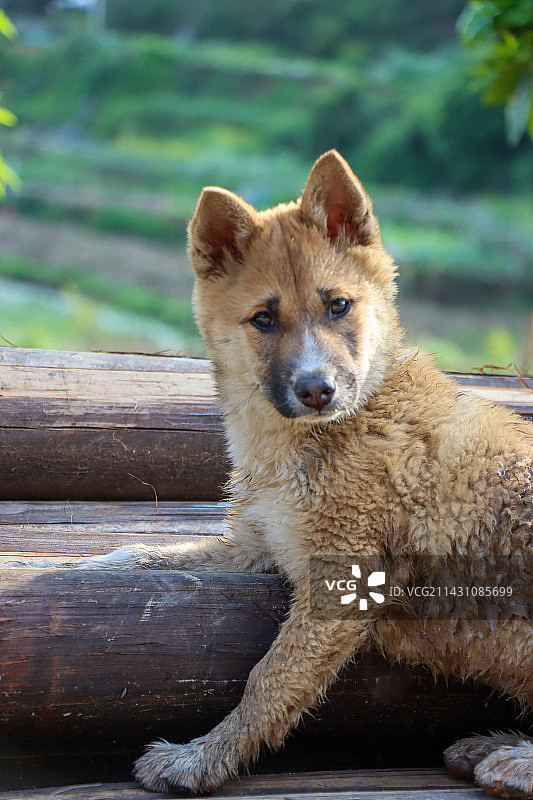 满脸都写着故事的中华田园犬图片素材