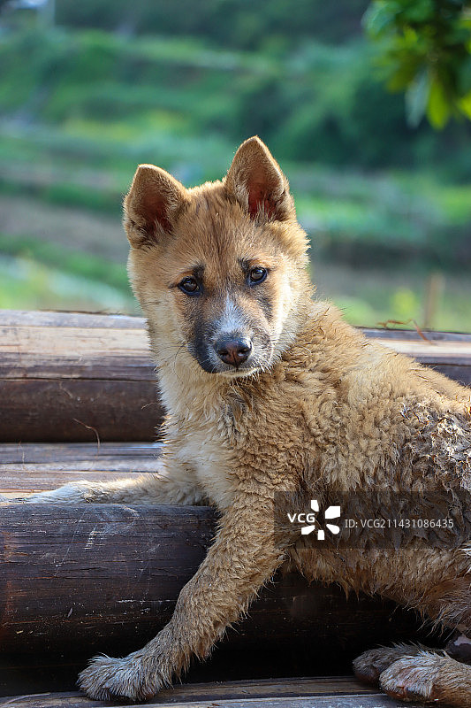 满脸都写着故事的中华田园犬图片素材