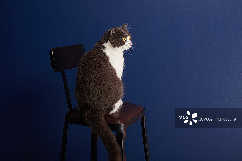 小猫咪的证件照图片素材