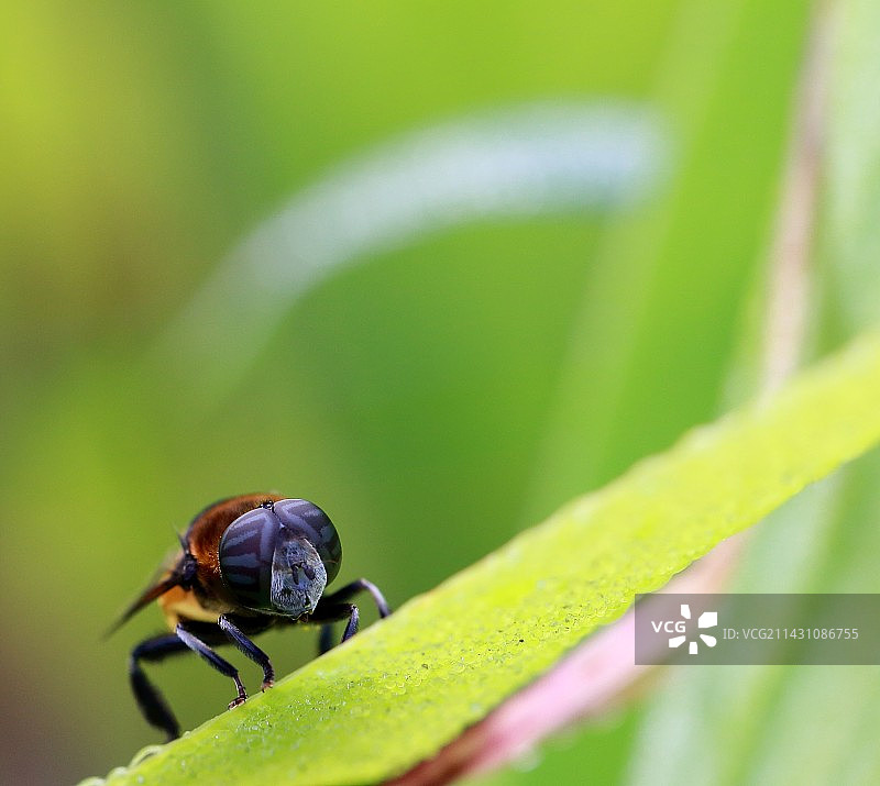 蚜蝇的眼睛图片素材