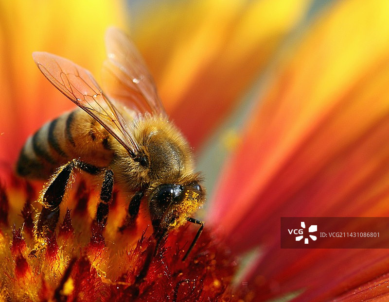 采粉的蜜蜂图片素材