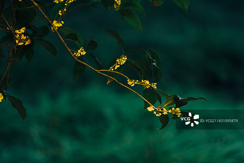 桂花-金桂图片素材