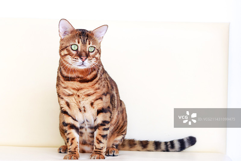 黄褐色孟加拉豹猫图片素材