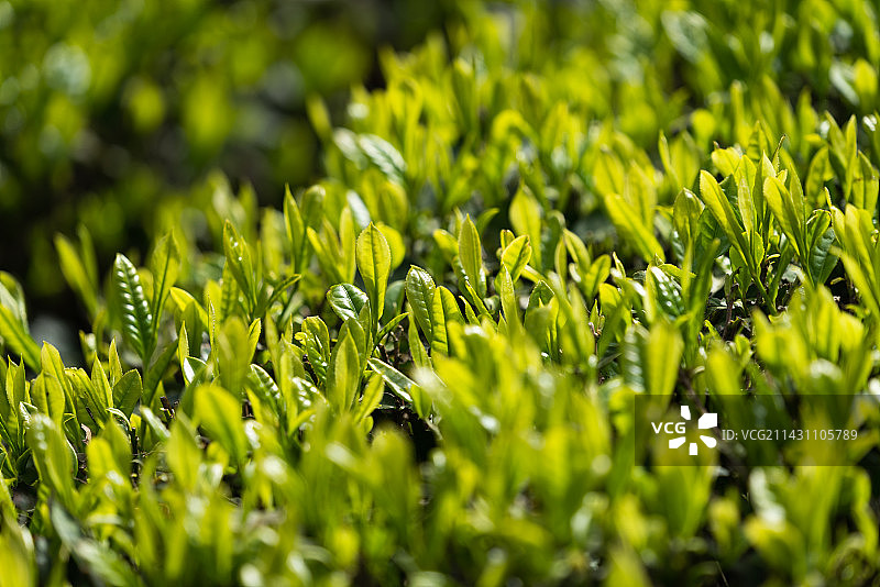 春茶嫩叶特写图片素材