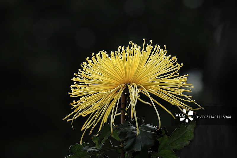 冬日菊花图片素材