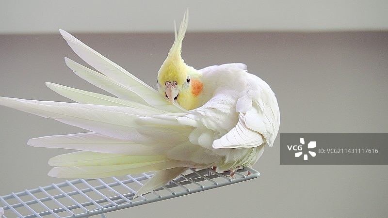 华丽旋转的羽毛图片素材