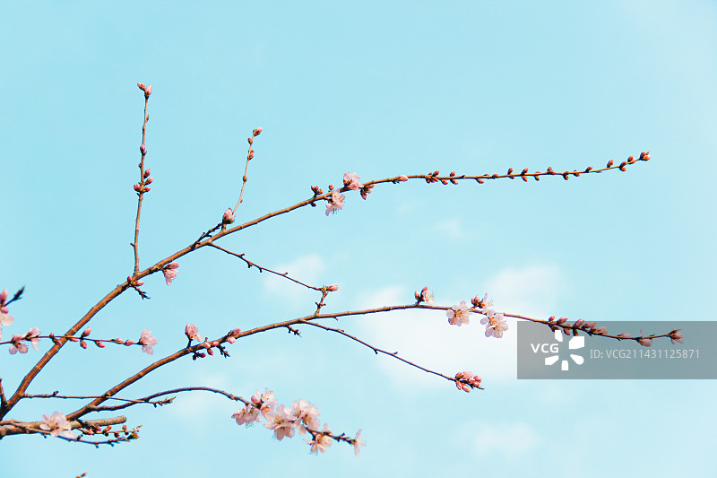 蓝天下的桃花图片素材