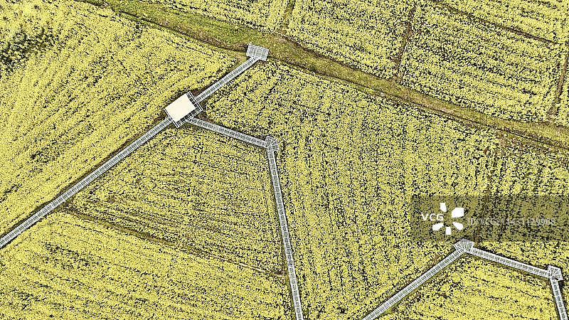 油菜花田的高角度视图图片素材