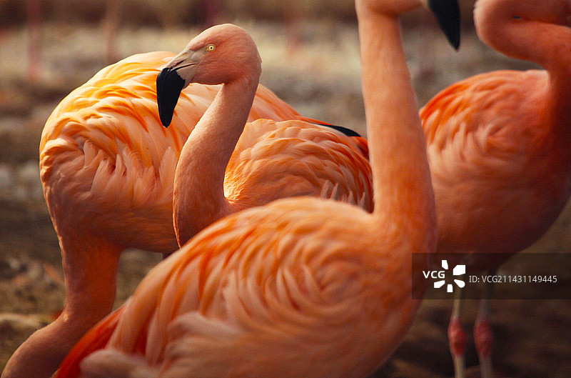 还来就菊花图片素材