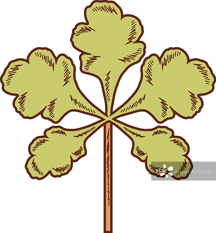 药用草本欧芹图片素材