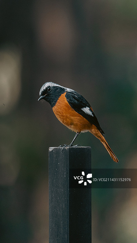 《鸟语者》图片素材