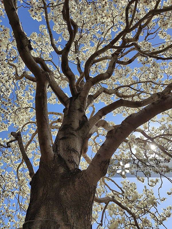 颐和园乐寿堂玉兰图片素材
