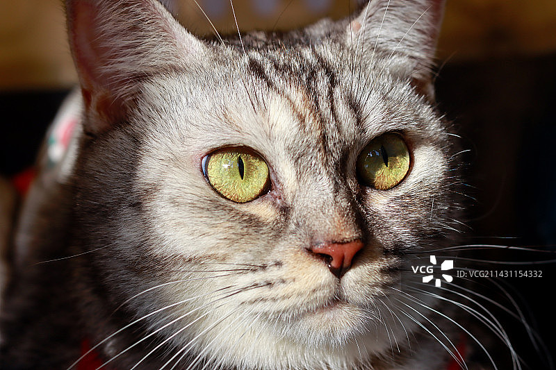 航空箱里的美国短毛猫图片素材