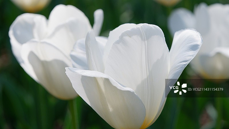 白色开花植物特写图片素材