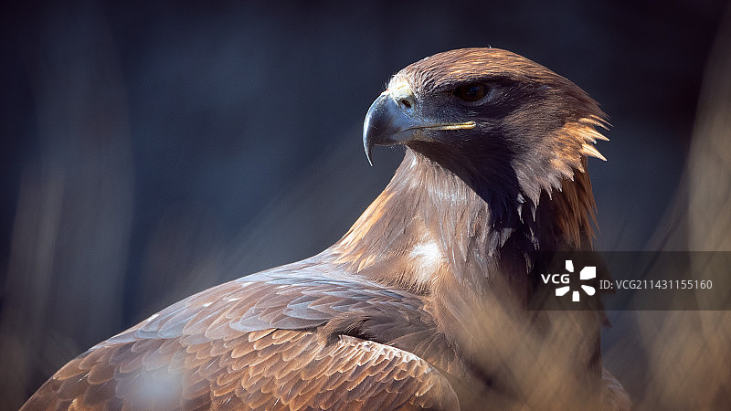 金雕肖像图片素材