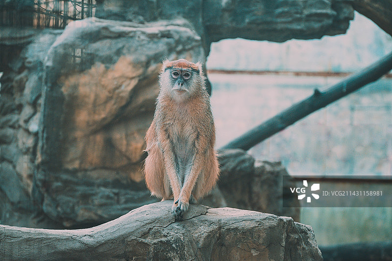 冬日动物园图片素材