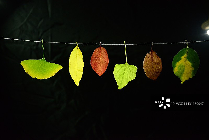 黑色背景下的叶子特写镜头图片素材