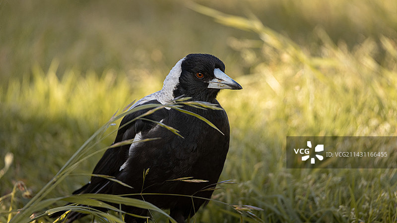 澳大利亚的鸟类图片素材