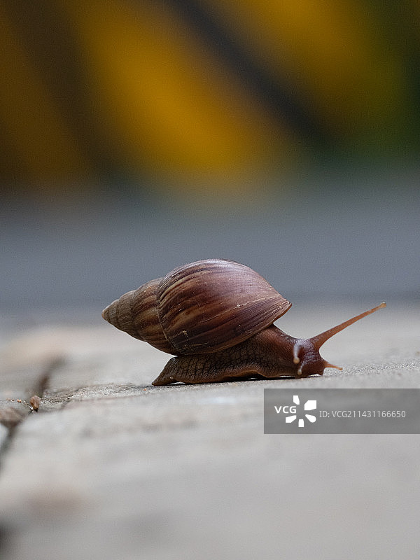 路上蜗牛特写镜头图片素材