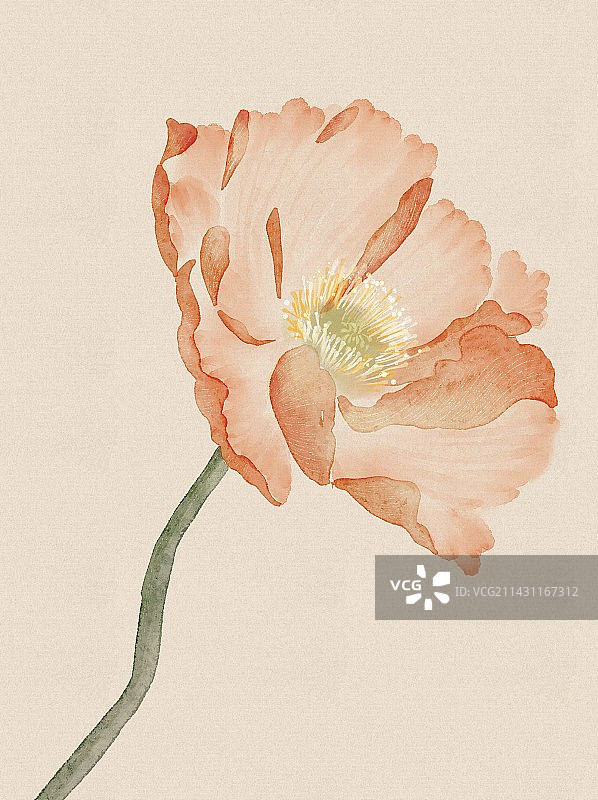 水彩国风花卉植物虞美人特效写图片素材