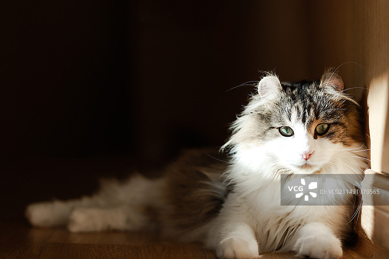 狸花虎斑加白美国卷耳猫图片素材