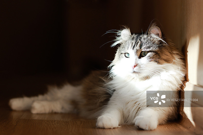 狸花虎斑加白美国卷耳猫图片素材