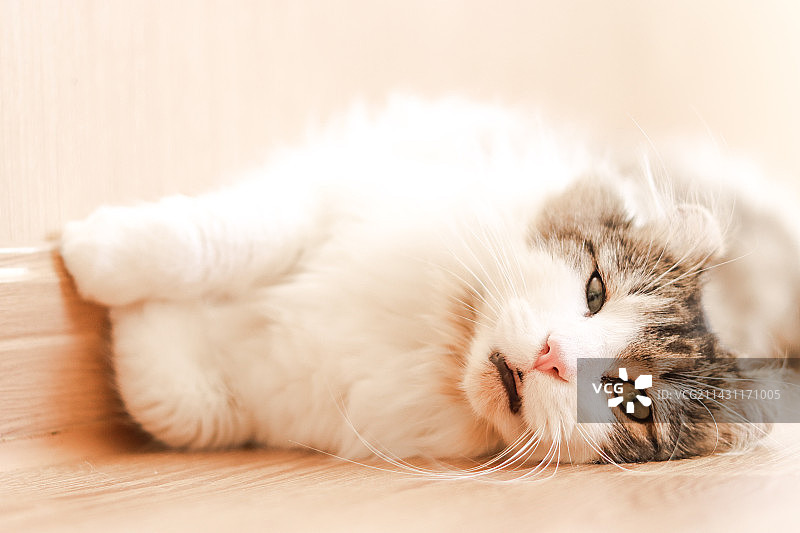 狸花虎斑加白美国卷耳猫图片素材