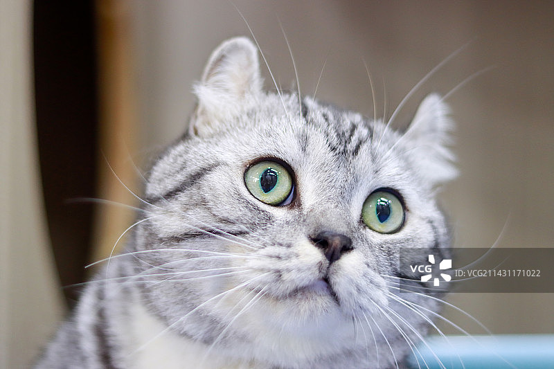 猫窝里的美国卷耳猫图片素材