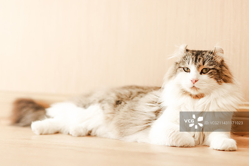 狸花虎斑加白美国卷耳猫图片素材