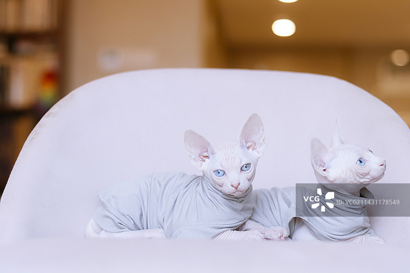 异瞳的斯芬克斯小奶猫图片素材