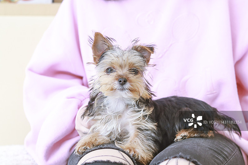 约克夏犬图片素材