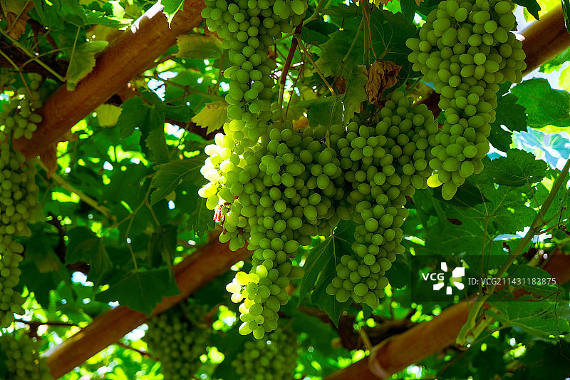 新疆吐鲁番葡萄树与新鲜的葡萄图片素材