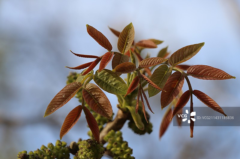 生机盎然图片素材