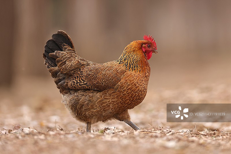 母鸡在草地上的特写镜头图片素材
