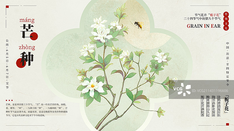 国风手绘二十四节气花卉植物海报之芒种栀子花图片素材