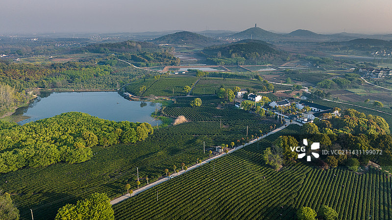 南京高淳区桠溪的茶园图片素材